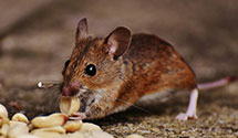 24 Hour & Emergency Exterminators in North Concord, NC